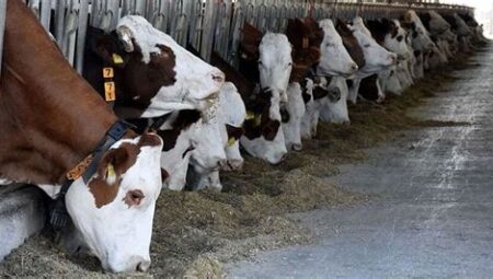 Tarım ve Orman Bakanlığı'ndan Hayvancılık Destekleri